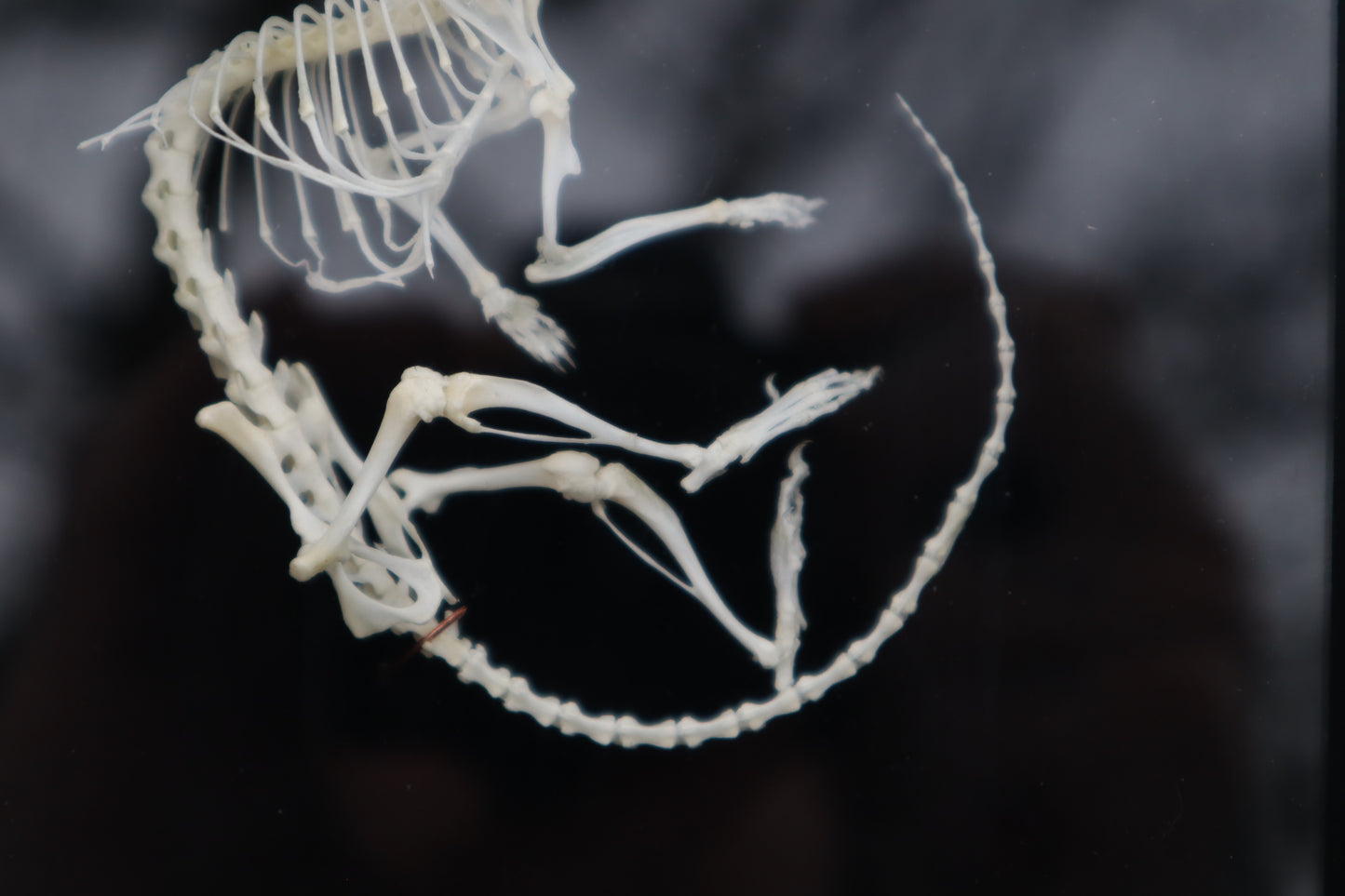 African Soft Fur Rat Articulation