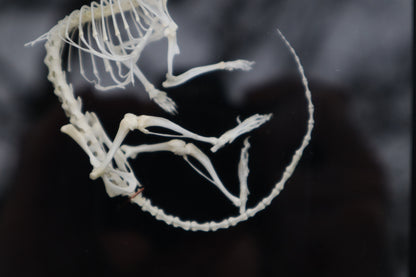 African Soft Fur Rat Articulation