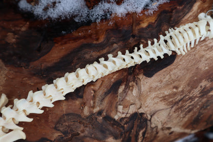 Reserved for Maya - Muskrat Spinal Column Articulation