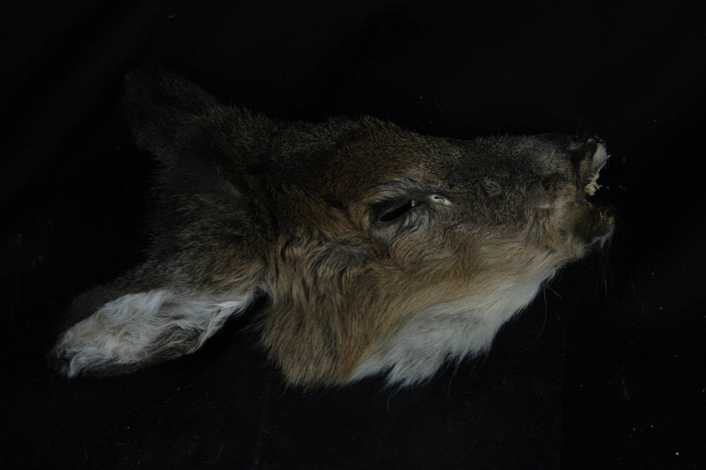 Soft Tanned Whitetail Deer Face