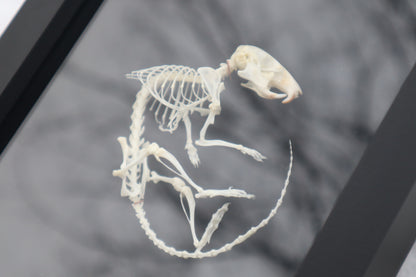 African Soft Fur Rat Articulation