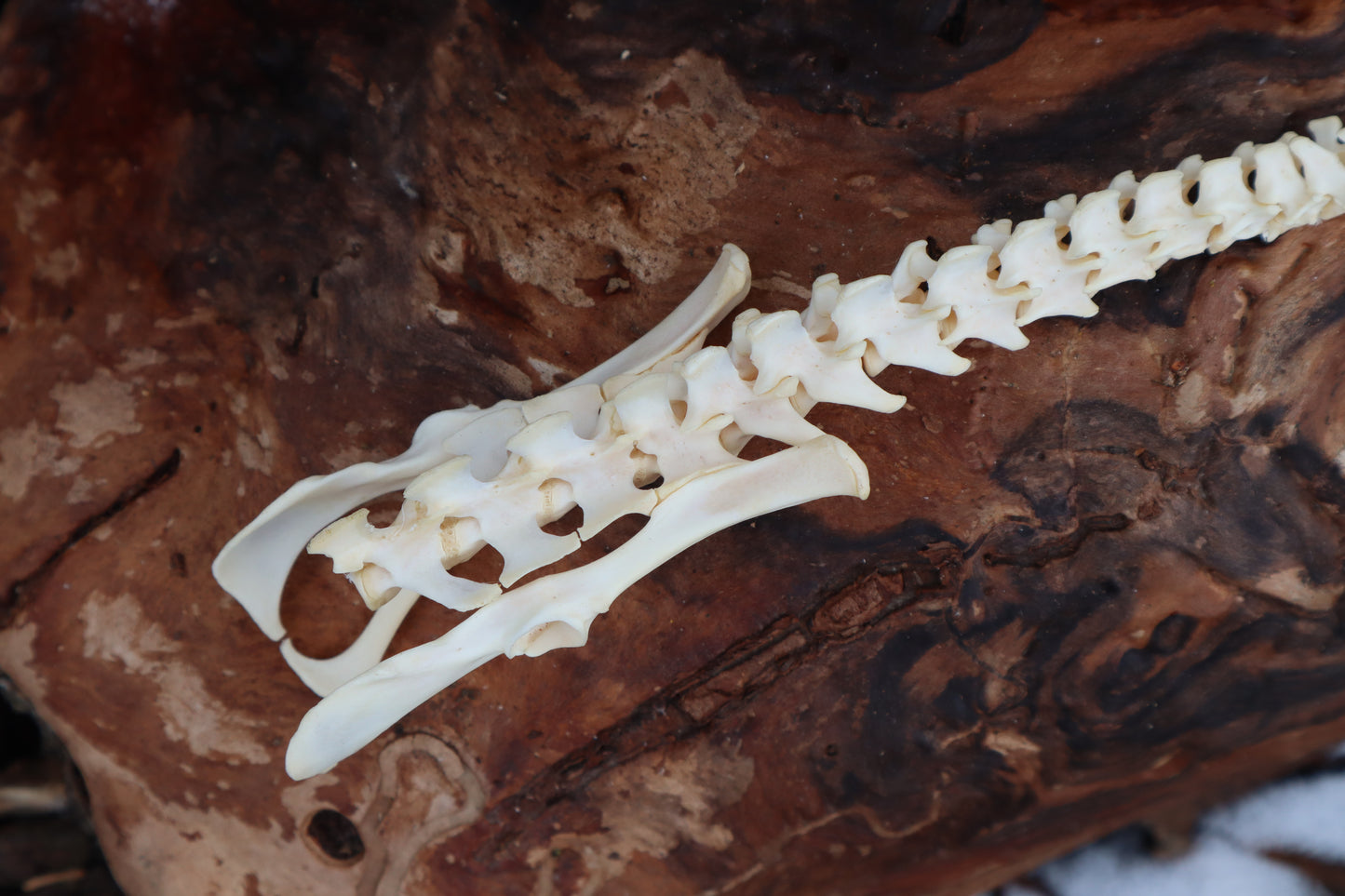Reserved for Maya - Muskrat Spinal Column Articulation