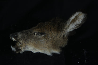 Soft Tanned Whitetail Deer Face