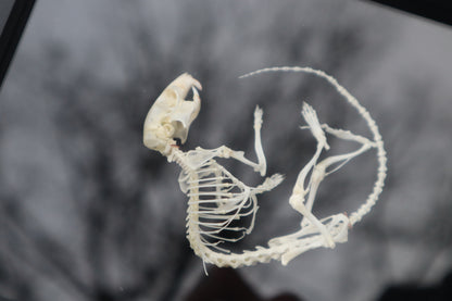 African Soft Fur Rat Articulation