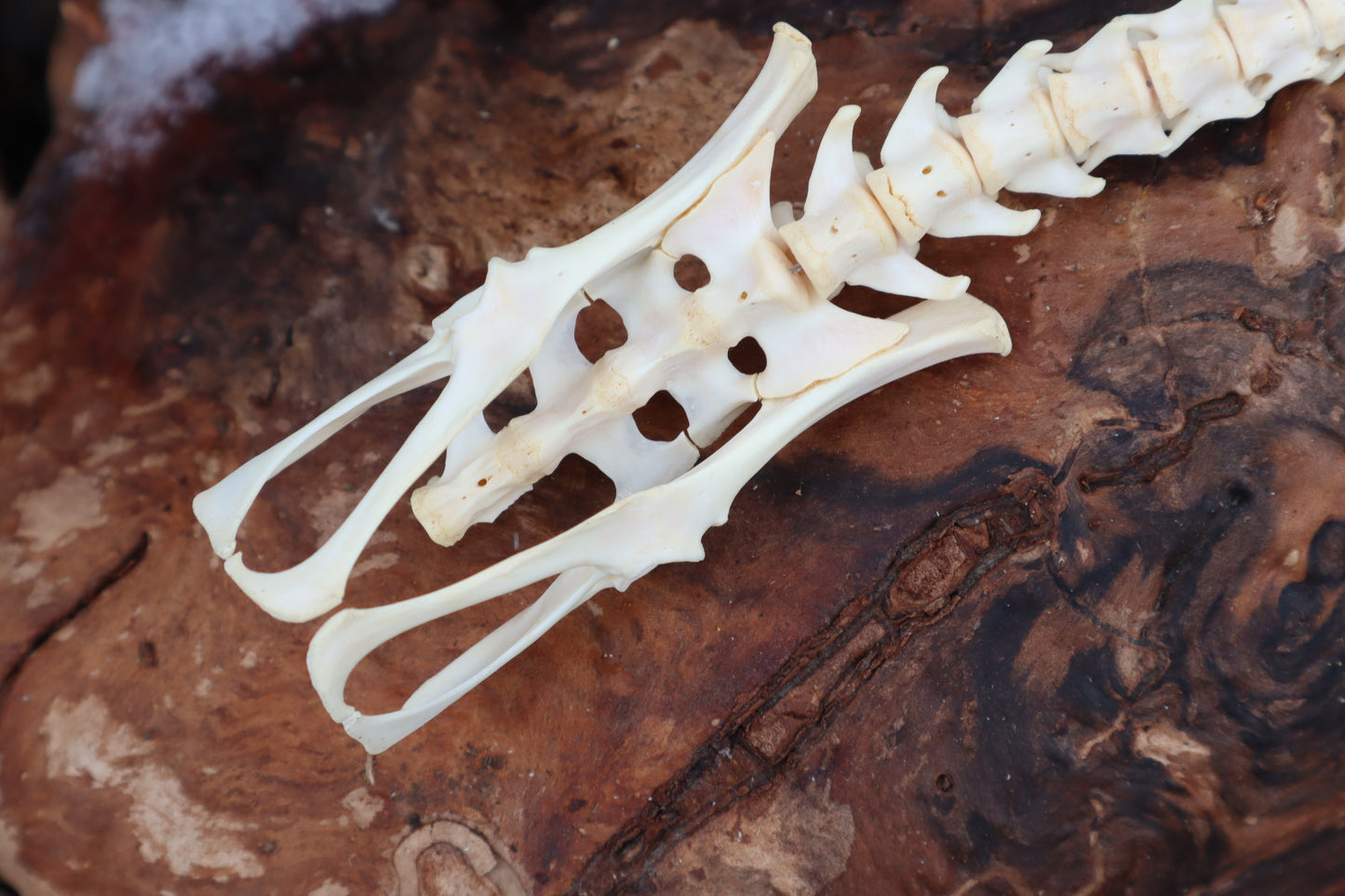 Reserved for Maya - Muskrat Spinal Column Articulation