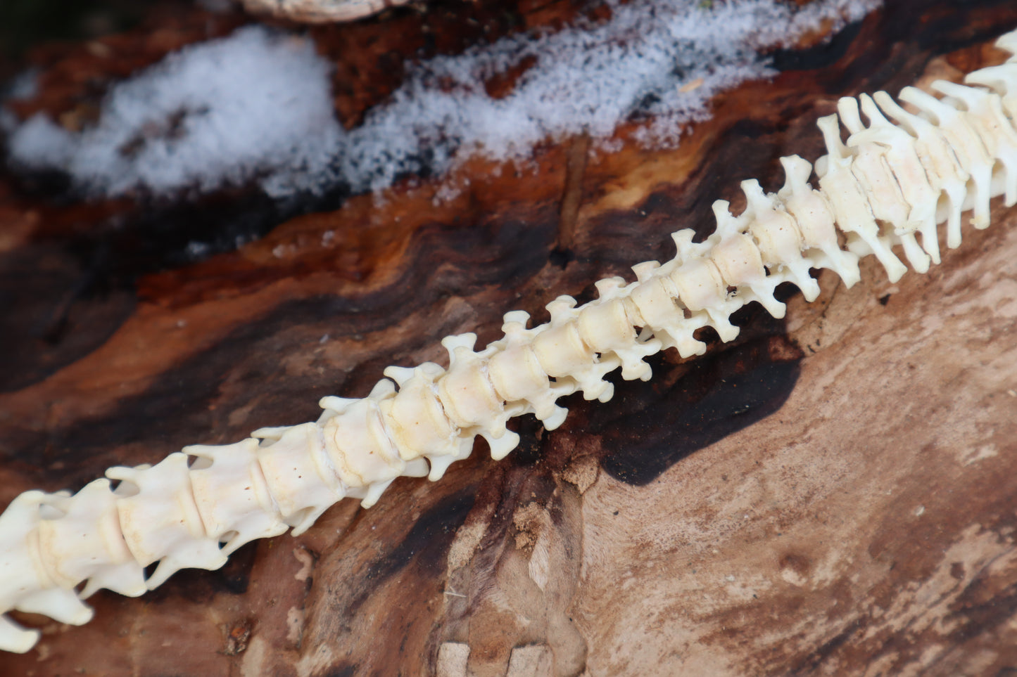Reserved for Maya - Muskrat Spinal Column Articulation