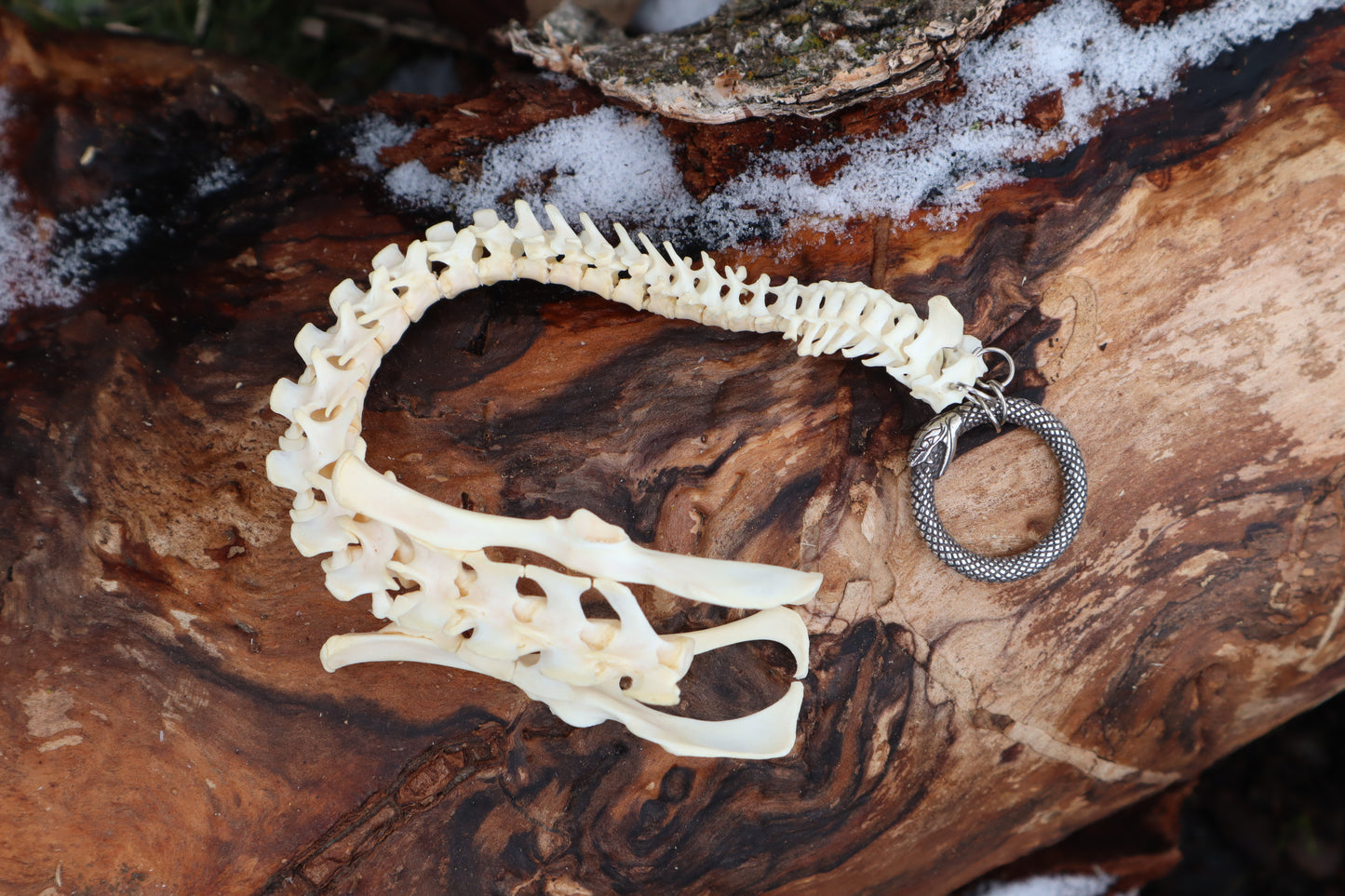 Reserved for Maya - Muskrat Spinal Column Articulation