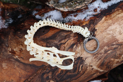 Reserved for Maya - Muskrat Spinal Column Articulation