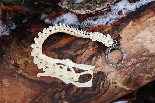 Reserved for Maya - Muskrat Spinal Column Articulation