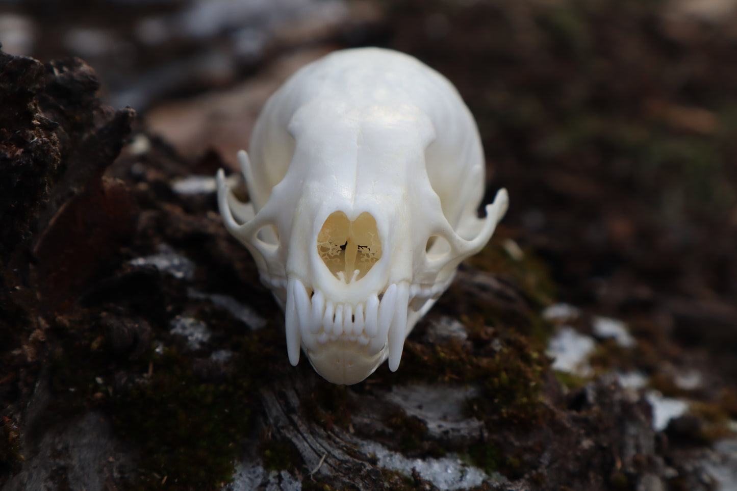 Pine Marten Skull