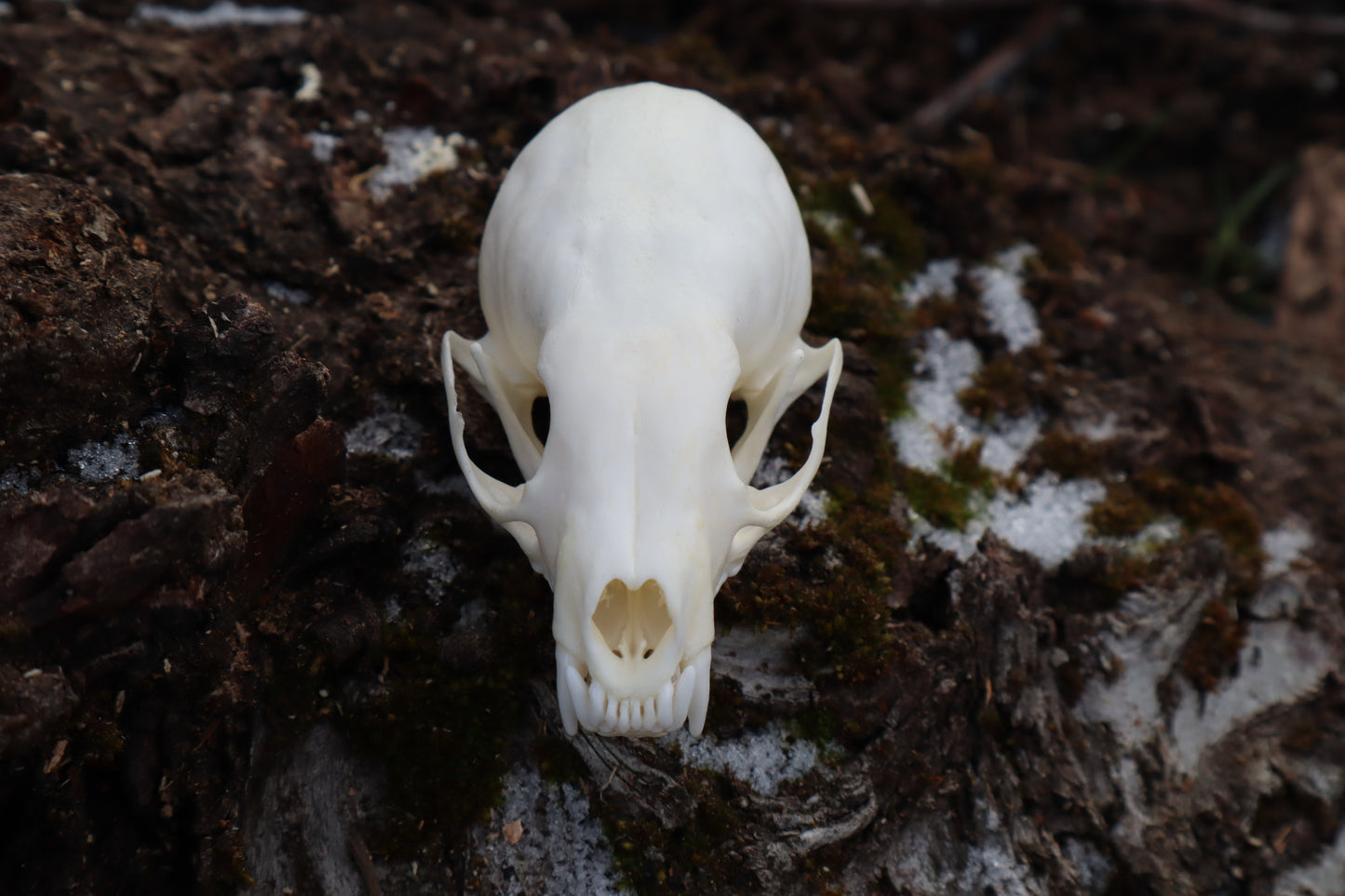 Pine Marten Skull