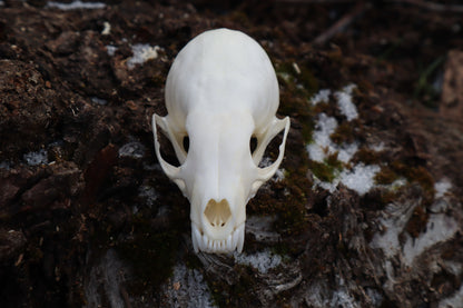 Pine Marten Skull