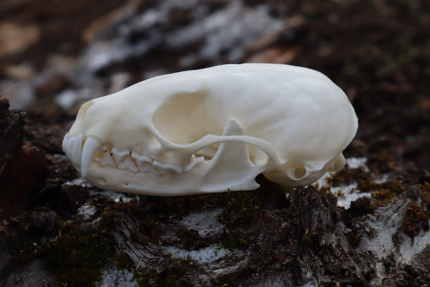 Pine Marten Skull