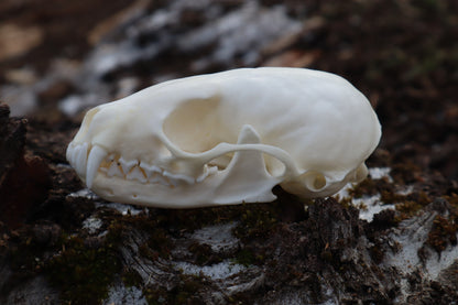 Pine Marten Skull