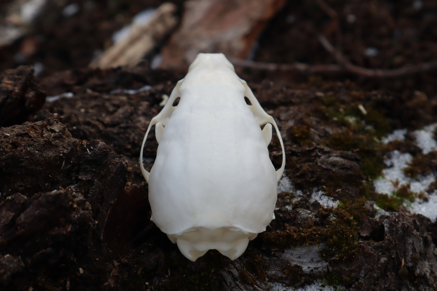 Pine Marten Skull