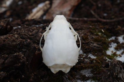 Pine Marten Skull