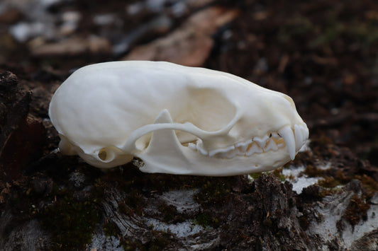 Pine Marten Skull
