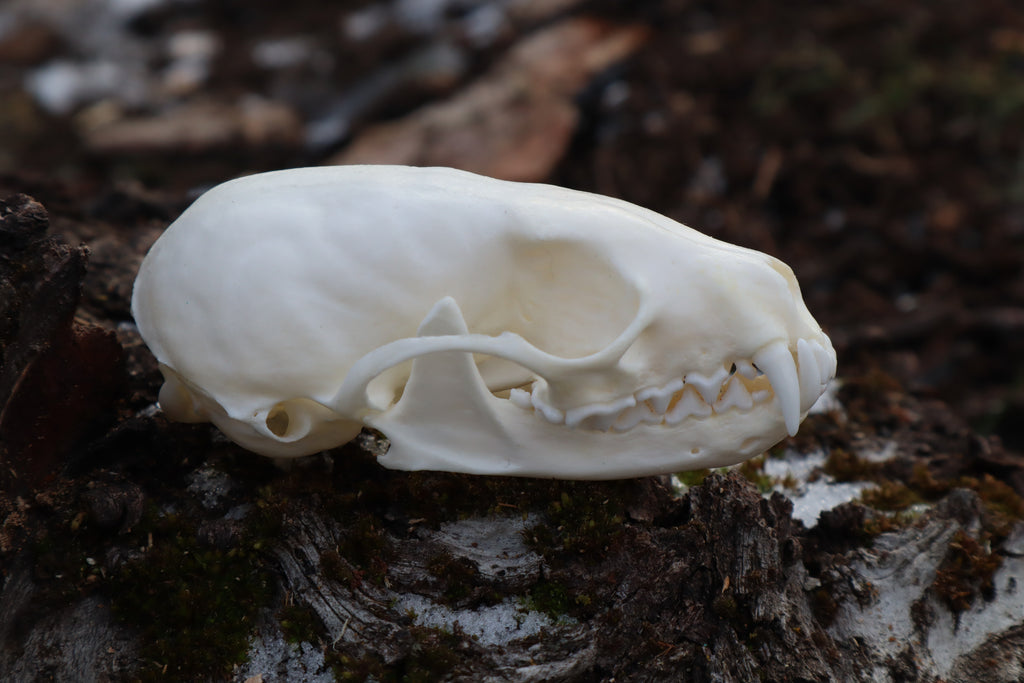 Pine Marten Skull