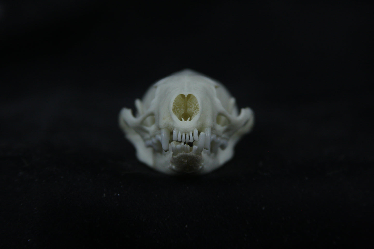 Disarticulated Mink Skeleton