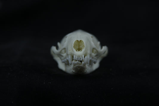 Disarticulated Mink Skeleton
