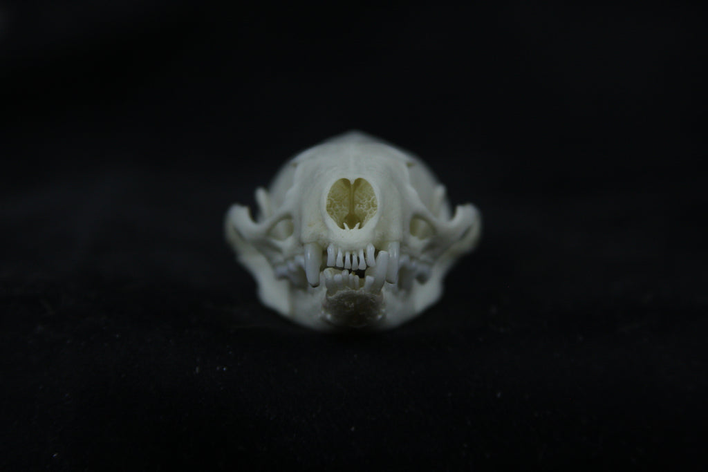 Disarticulated Mink Skeleton