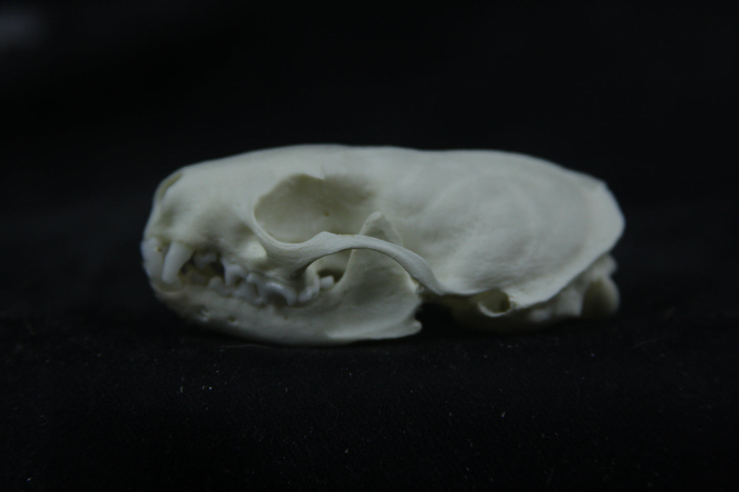 Disarticulated Mink Skeleton