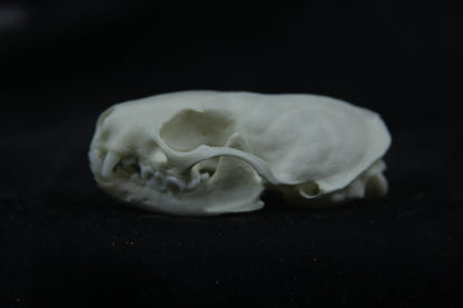 Disarticulated Mink Skeleton