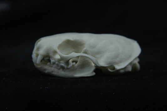 Disarticulated Mink Skeleton