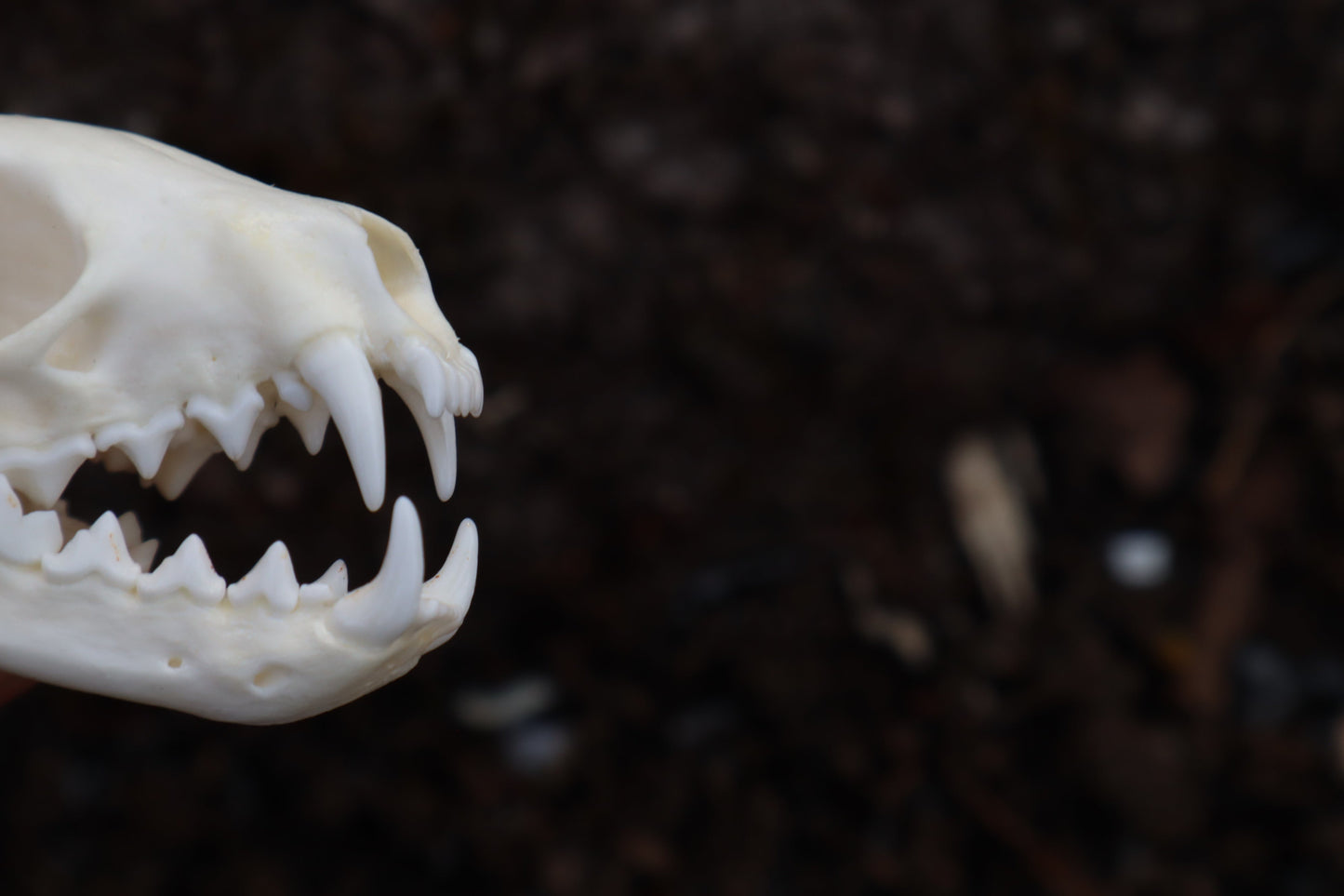 Pine Marten Skull