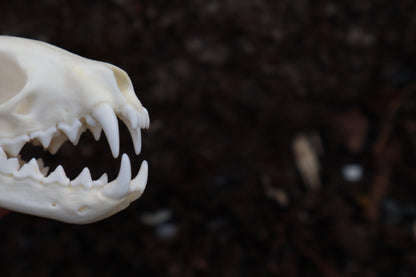 Pine Marten Skull