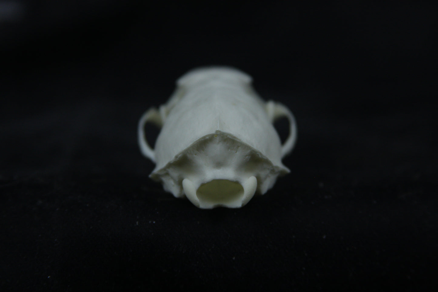 Disarticulated Mink Skeleton