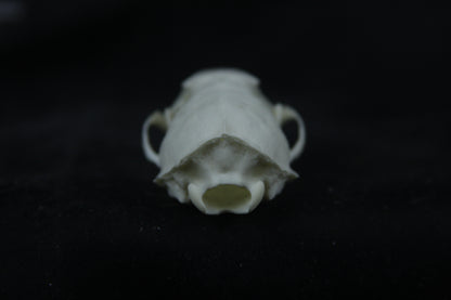 Disarticulated Mink Skeleton