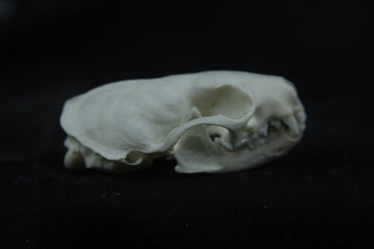 Disarticulated Mink Skeleton