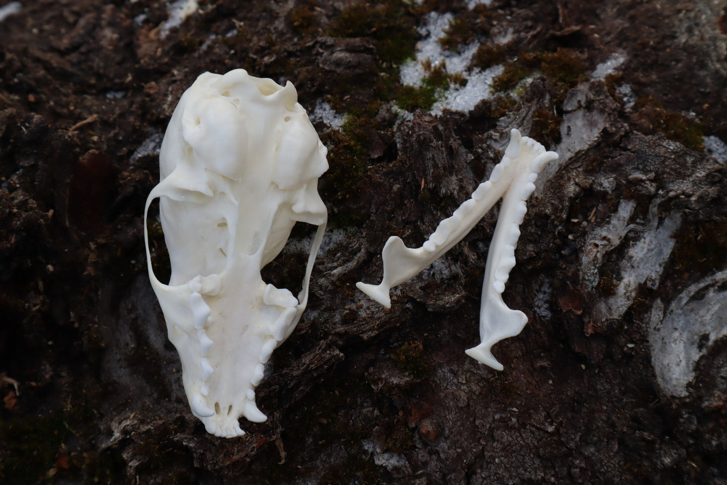 Pine Marten Skull