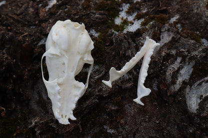 Pine Marten Skull