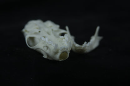 Disarticulated Mink Skeleton
