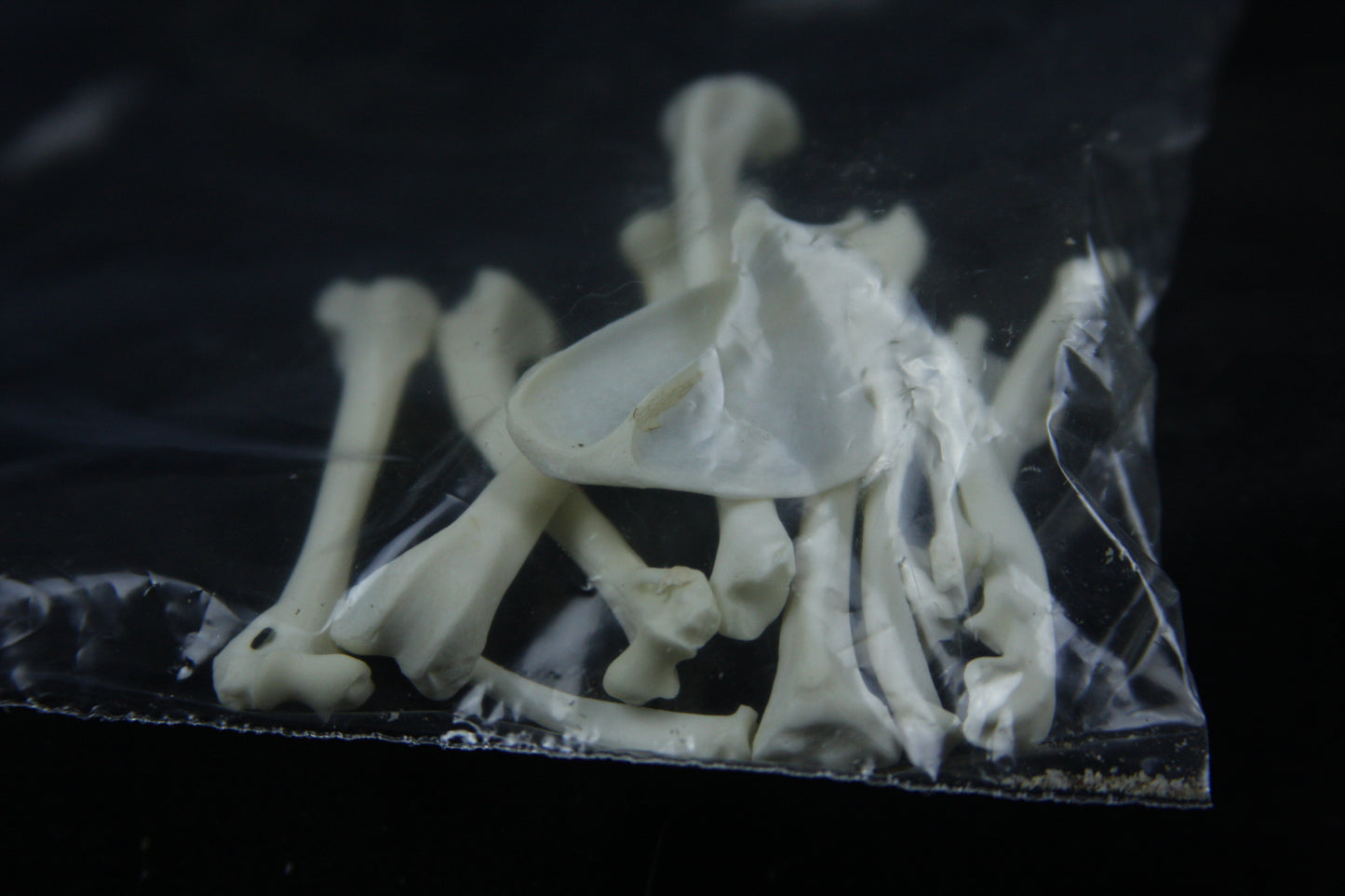 Disarticulated Mink Skeleton