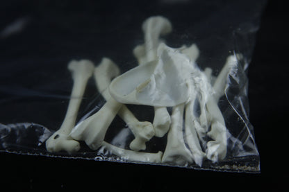 Disarticulated Mink Skeleton