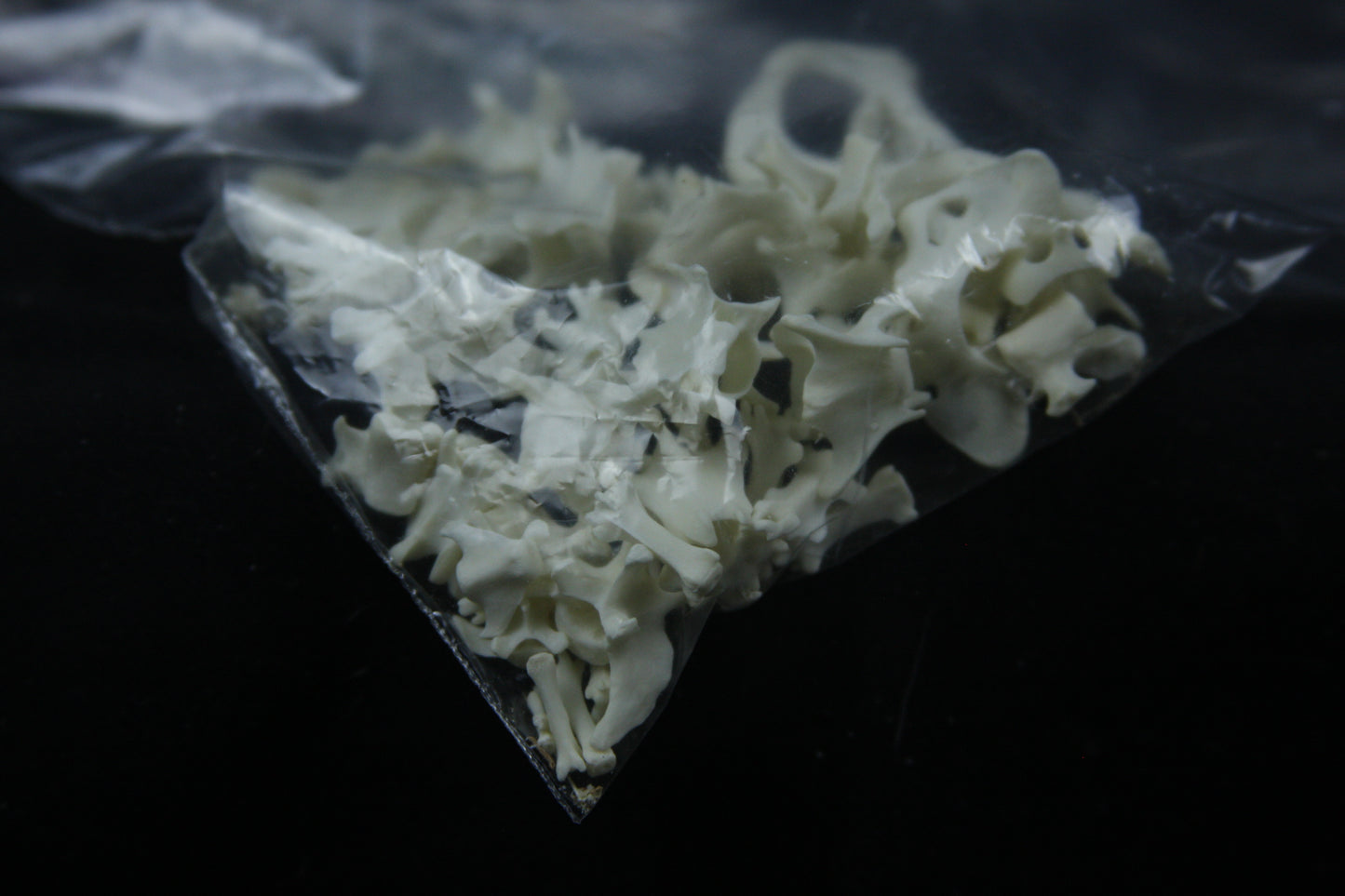 Disarticulated Mink Skeleton