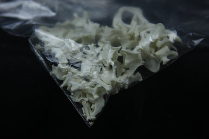 Disarticulated Mink Skeleton