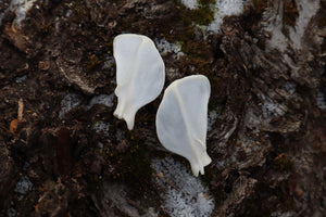 Pine Marten Ribs and Scapula