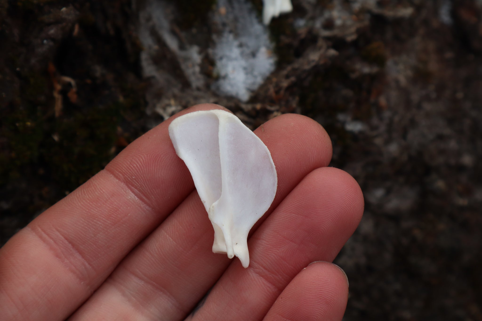 Pine Marten Ribs and Scapula