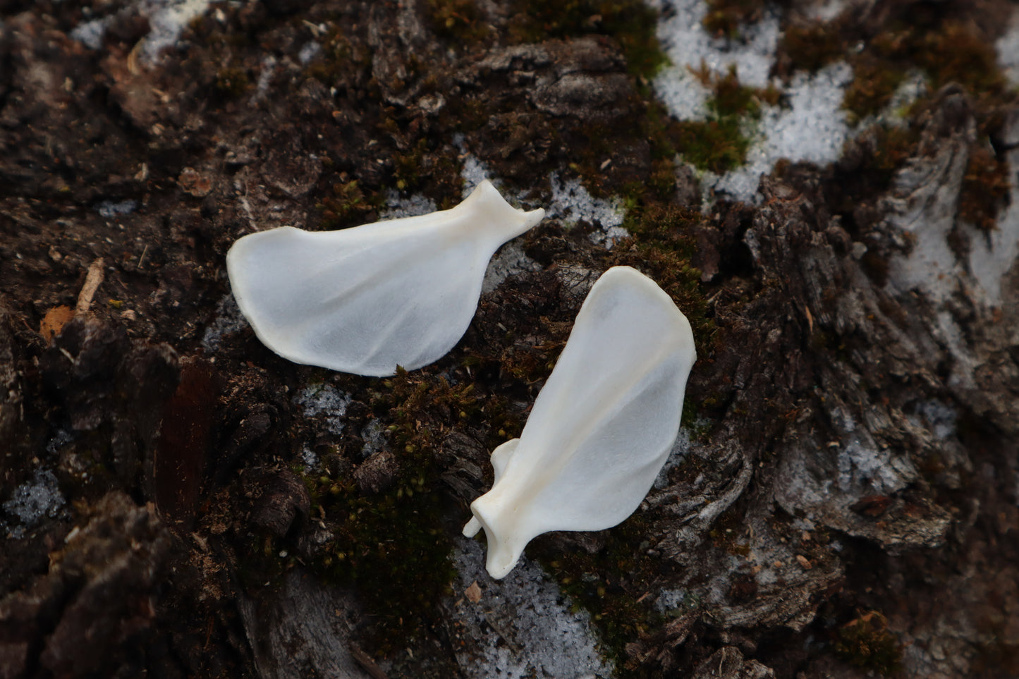 Pine Marten Ribs and Scapula