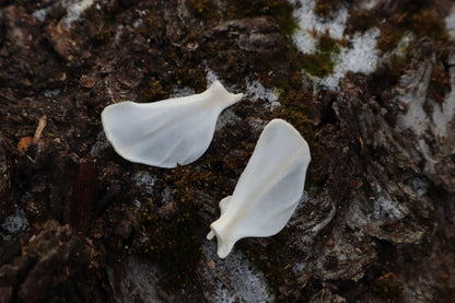 Pine Marten Ribs and Scapula