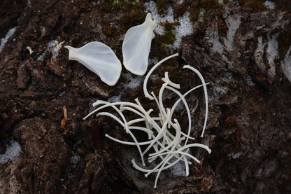 Pine Marten Ribs and Scapula