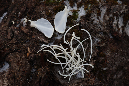 Pine Marten Ribs and Scapula