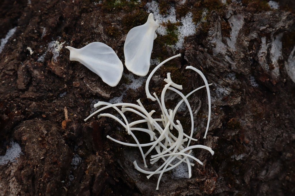 Pine Marten Ribs and Scapula
