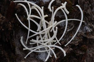 Pine Marten Ribs and Scapula