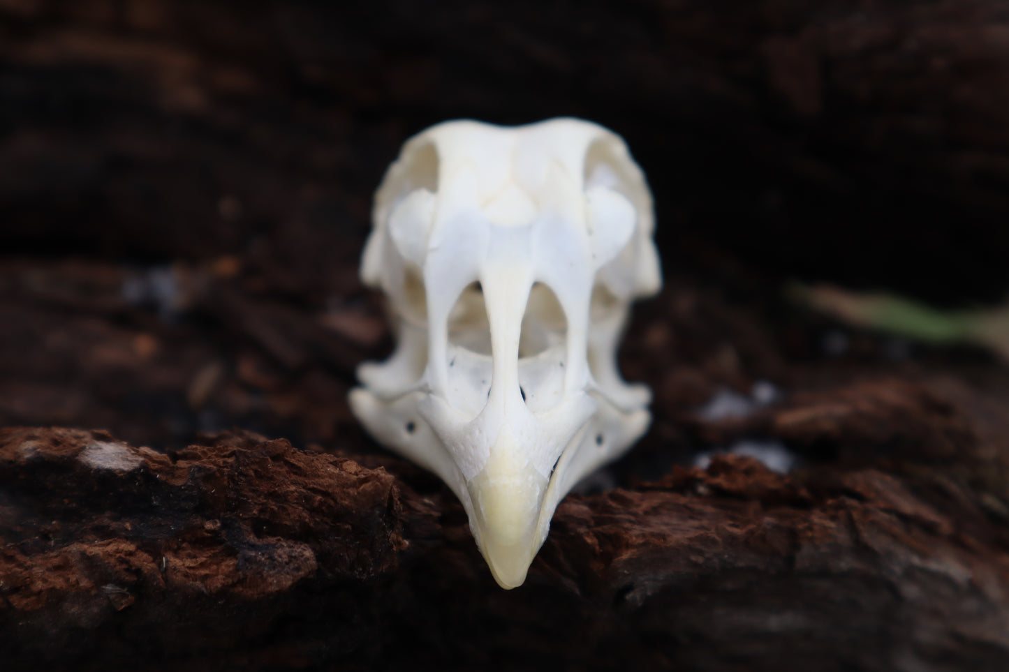 Chicken Skull with Sclerotic Rings