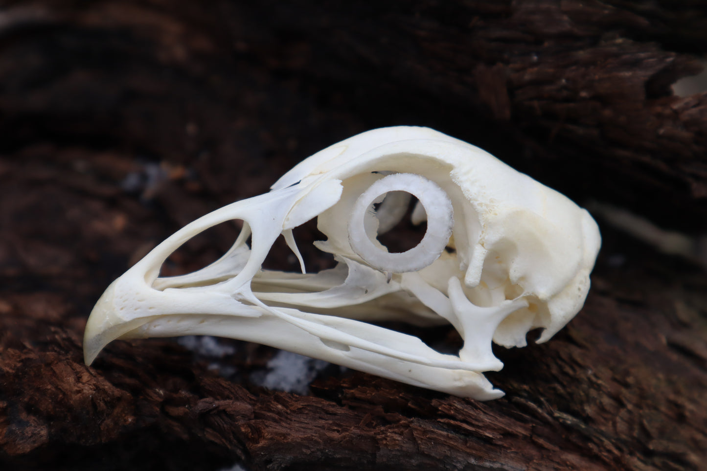 Chicken Skull with Sclerotic Rings
